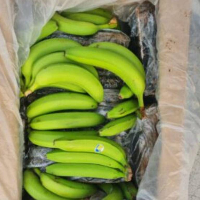 $!Guayaquil: hallan cerca de 25 millones de dosis de cocaína en contenedor de banano que iba a Rusia