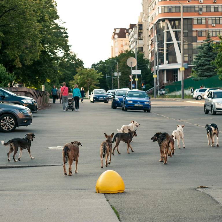 $!En algunos barrios de Estambul es habitual ver a perros callejeros bien alimentados, pacíficos y sociables, con un chip en la oreja que facilita el seguimiento sanitario por veterinarios locales, pero también existen zonas con manadas más agresivas y que infunden miedo a los vecinos.