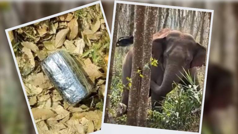 Insólito: elefante salvaje descubre un paquete de droga y alerta a la Policía en China