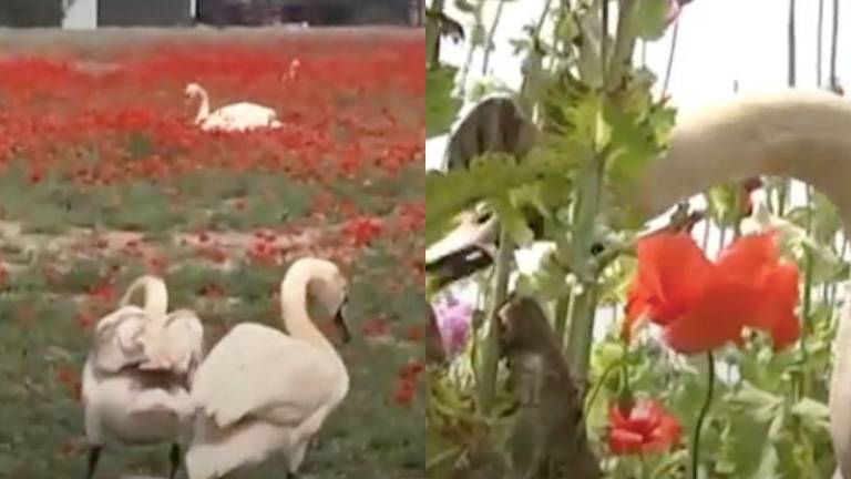 Cientos de cisnes se volvieron adictos a la amapola y tuvieron que ser desintoxicados en Eslovaquia