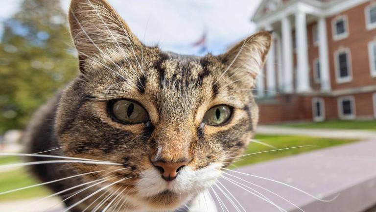 Max, el gato de apoyo emocional que acaba de recibir un doctorado en Estados Unidos