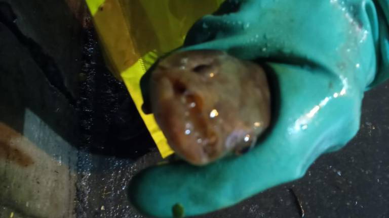 Momentos virales de la torrencial lluvia en Guayaquil: Peces en los drenajes y niños divirtiéndose con el agua