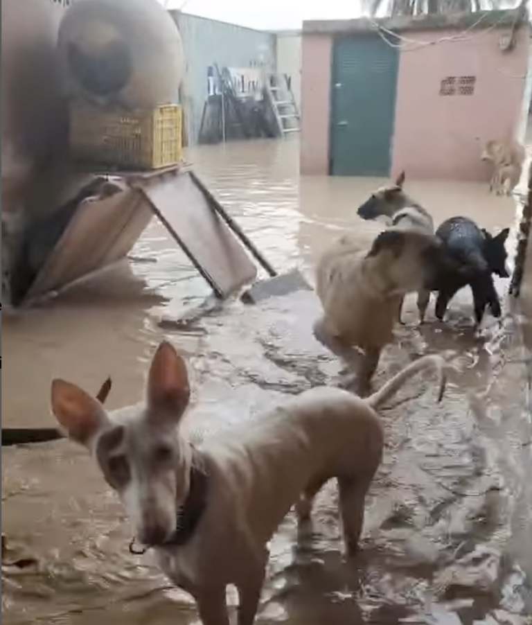 $!Una captura de uno de los videos publicados por el refudigo ´Adopta Valencia´solicitando ayuda.