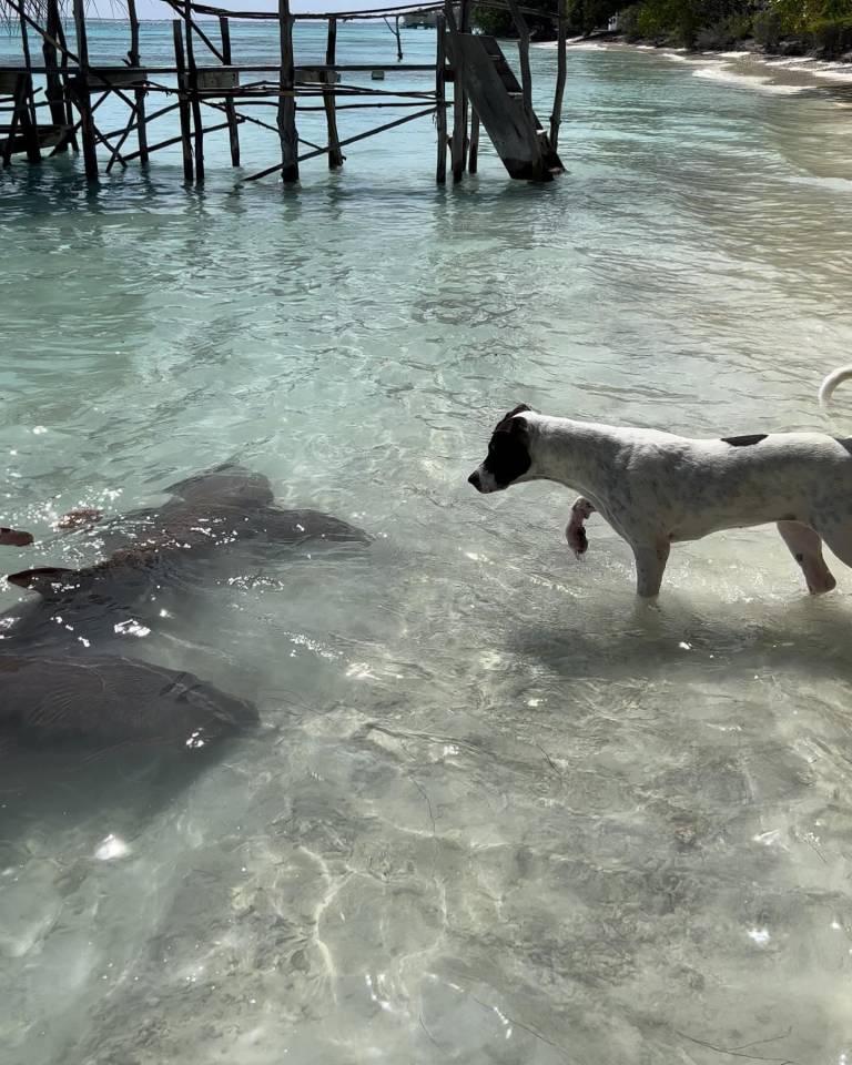 $!Lilikoi junto a sus amigos los tiburones nodriza.