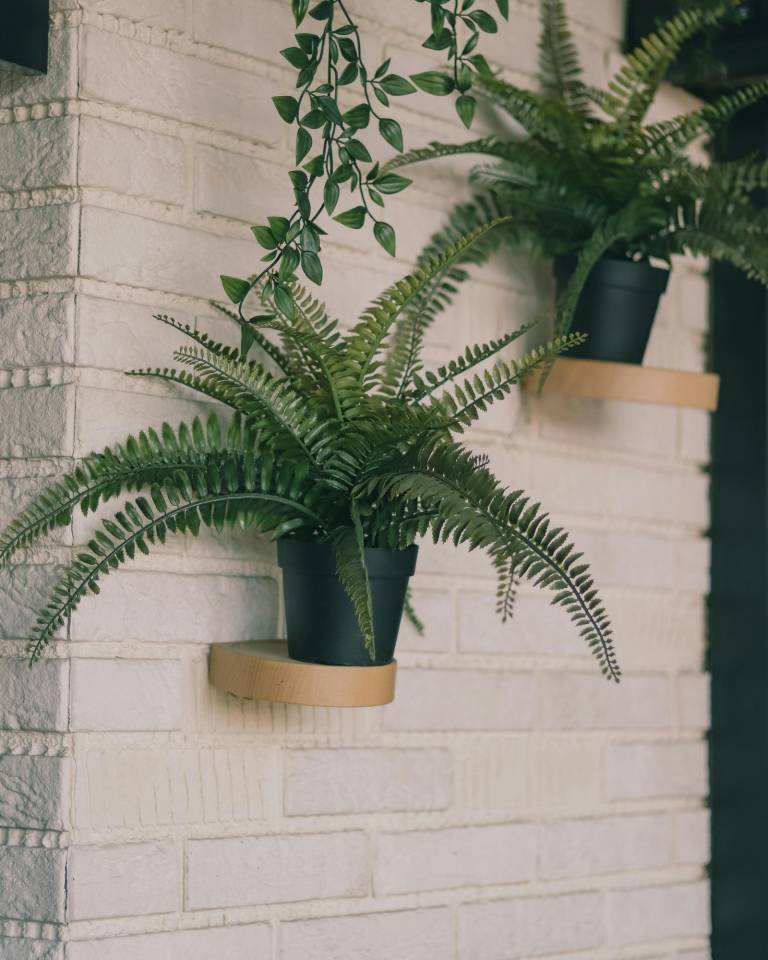 $!Cinco plantas para reducir la humedad de tu baño