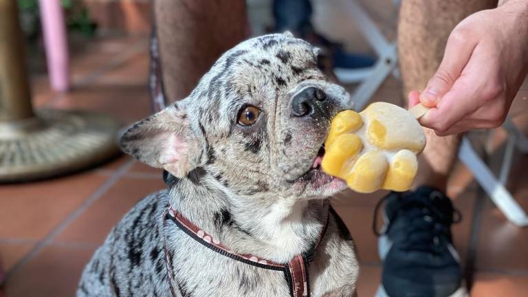 Escapadas Pet friendly en Guayaquil y Quito: un feriado para disfrutar con nuestras mascotas