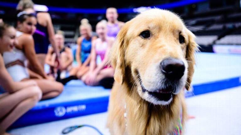 La historia de Beacon, el perro que alivia la presión olímpica en el equipo de gimnasia de Estados Unidos