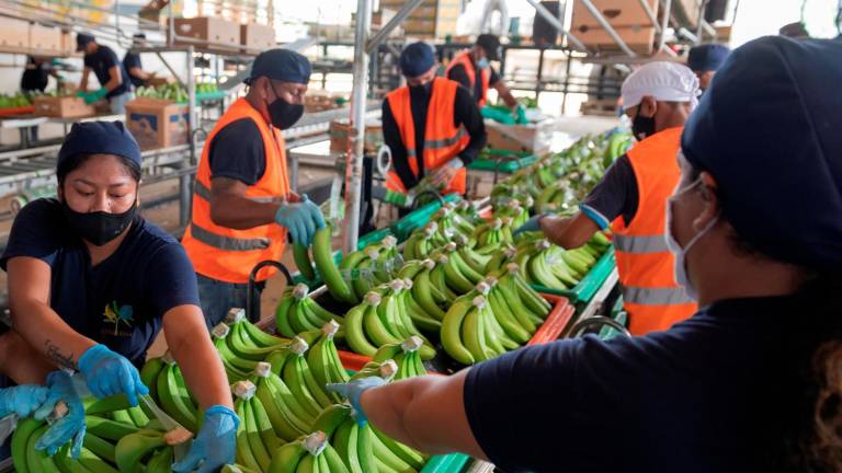 Las exportaciones de banano no logran igualar cifras del 2020