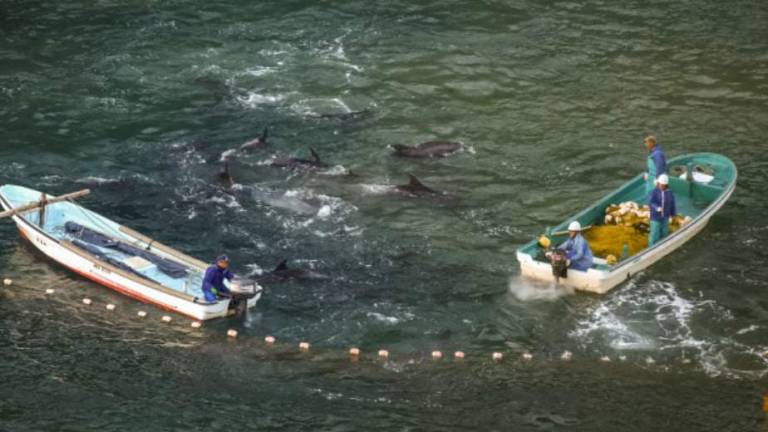 Asociación mundial de zoos y acuarios expulsa a Japón por la caza de delfines
