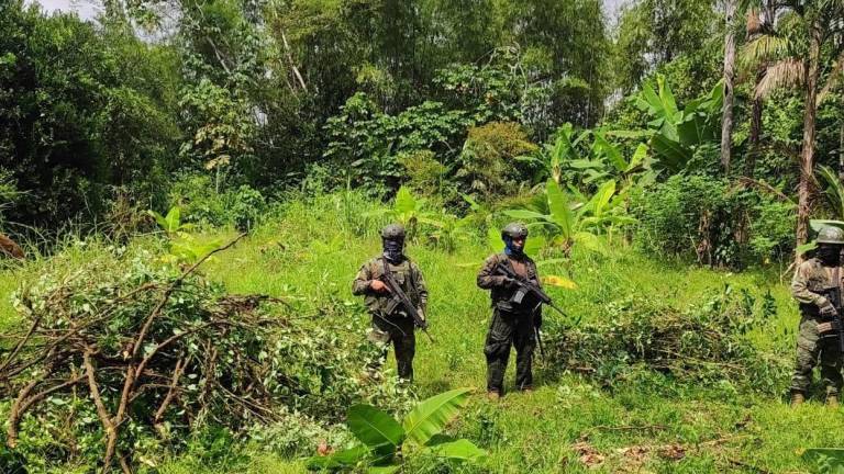 Mientras militares vigilan las ciudades, grupos criminales extienden cultivos de coca en Amazonía de Ecuador