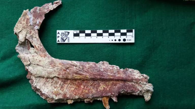 Descubren un nuevo dinosaurio carnívoro y con alas en Argentina