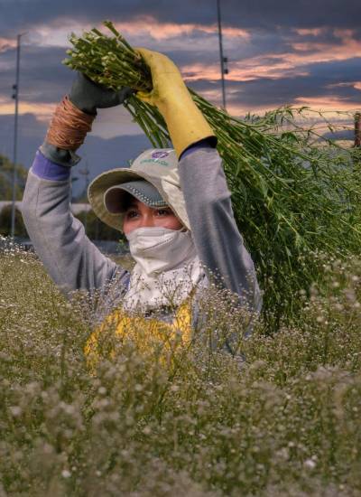 Una jornalera sostiene las plantaciones de flores.