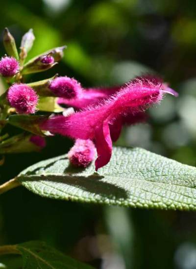 La Salvia quitensis, conocida también como salvia de Quito, es una planta endémica de la región de Quito, Ecuador.