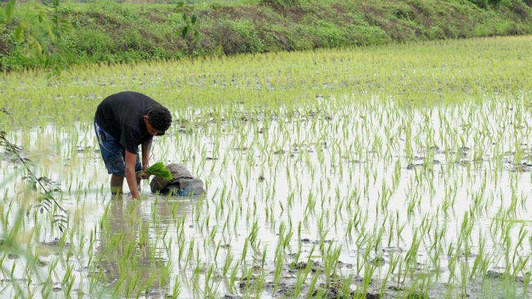 Insumos para la siembra de arroz, con sobreprecios