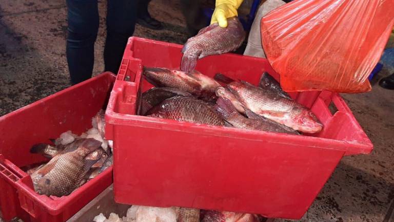 Clausuran una vulcanizadora en Quito por vender pescado dentro del taller