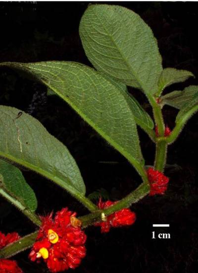 Fotografía de la Drymonia tomentosa.