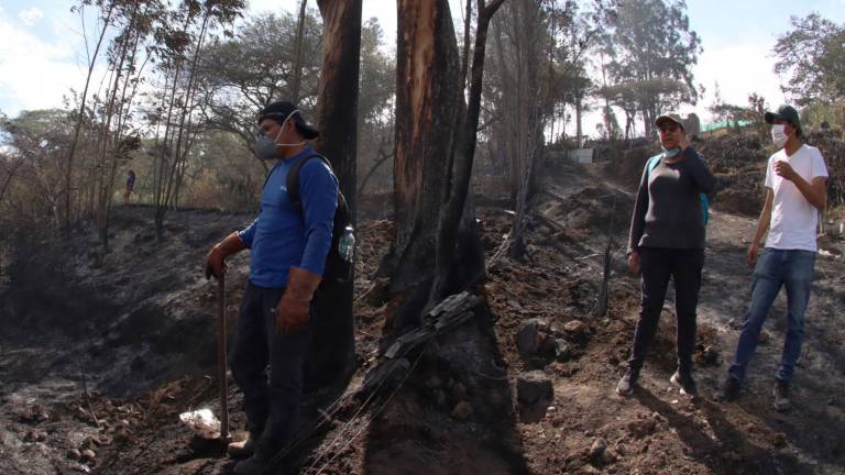 Incendios forestales en Ecuador: cerca de 16.000 hectáreas han ardido en las últimas dos semanas