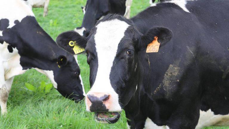 Con su modelo de ganadería sostenible, Tonicorp ha contribuido a la reducción de la huella de carbono en la producción de leche.