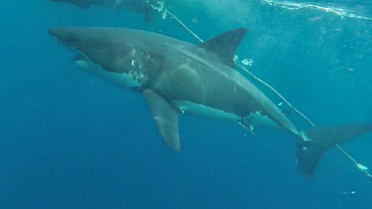 Avistamiento de un tiburón blanco cerca de las islas Galápagos.